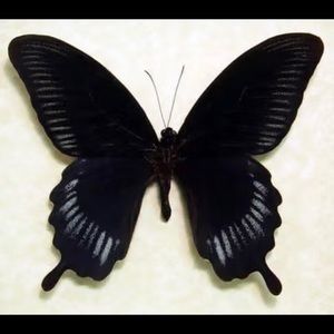 Meet your Posher, DuchezzP